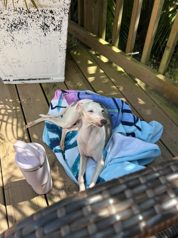 Fat Face Piglet thumbnail 2