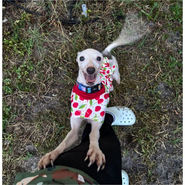 Fat Face Piglet thumbnail 3