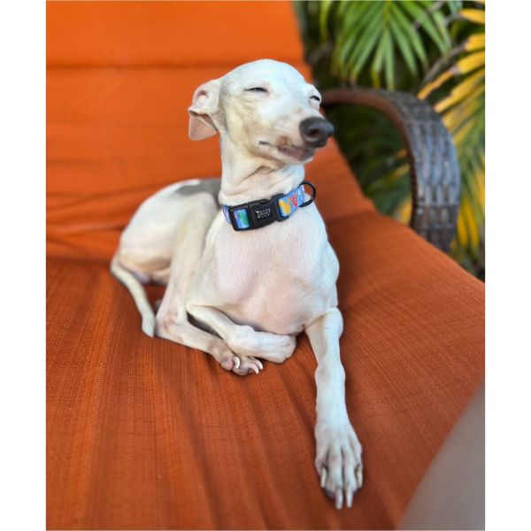 Fat Face Piglet thumbnail 4