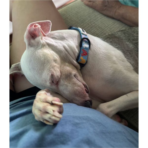 Fat Face Piglet thumbnail 5