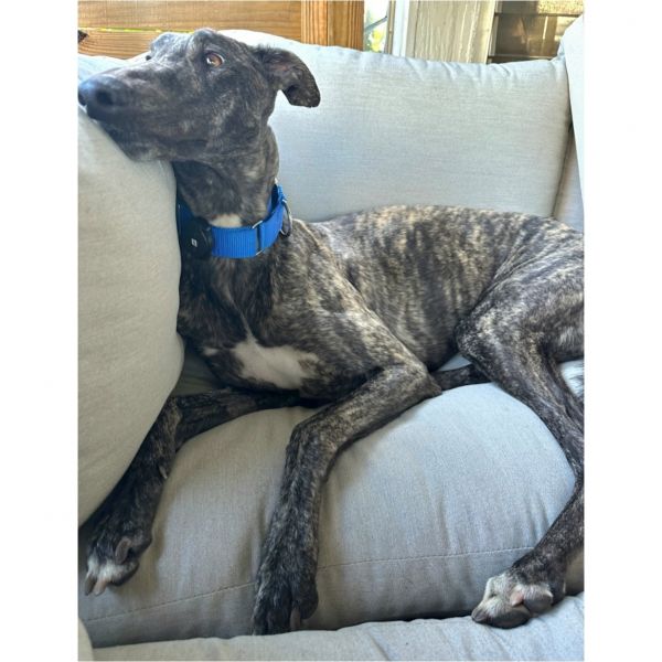 Jsp Major Hit thumbnail 3