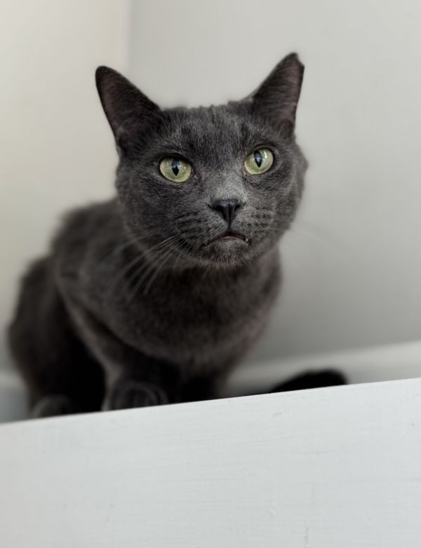Baloo