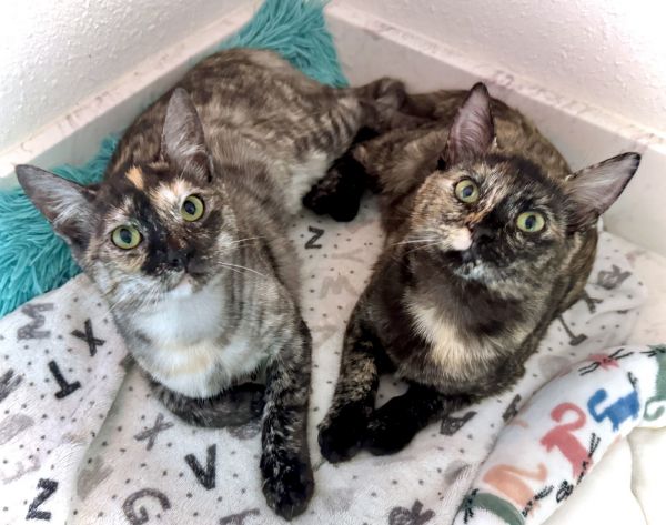 Purrrl &amp; Swirl 