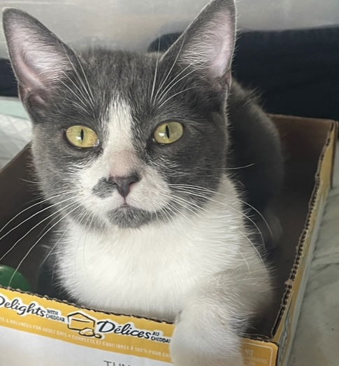 Super Manx Bros  thumbnail 2