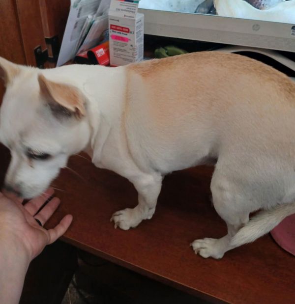 Sweet Pea thumbnail 2