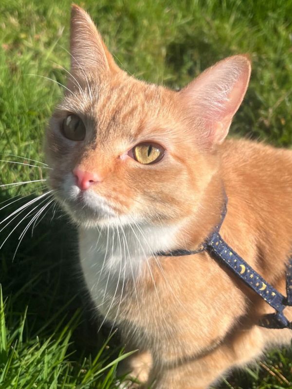 Macaroni thumbnail 2