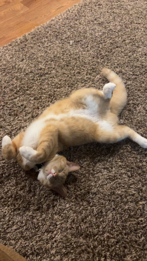 Macaroni thumbnail 3