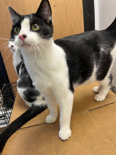 Hollis Cl thumbnail 2