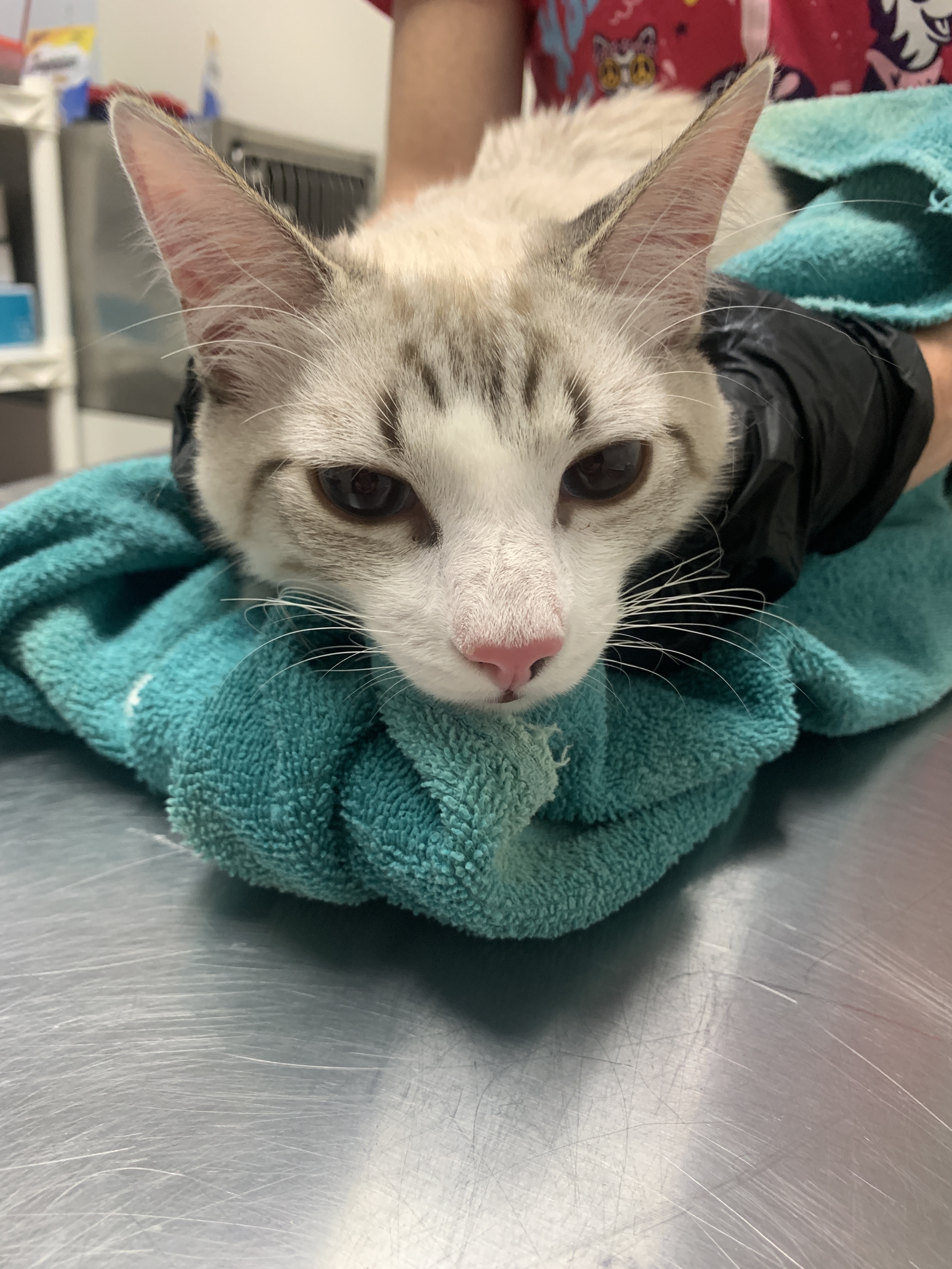 Snowball (Bonded with Sunny)