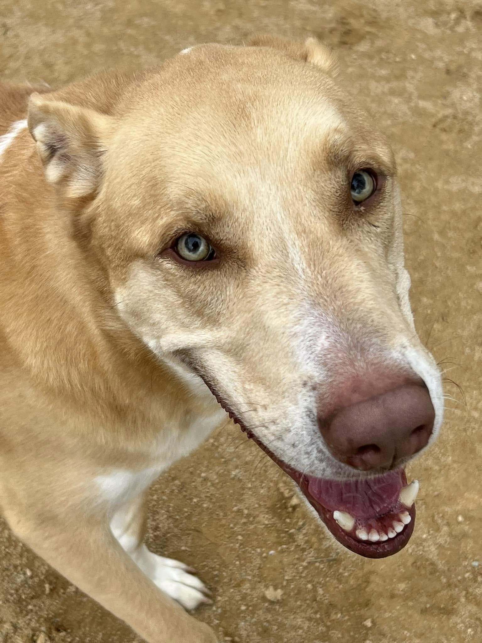 Oro - Adoption Fee Sponsored by Subaru Loves Pets & ASPCA