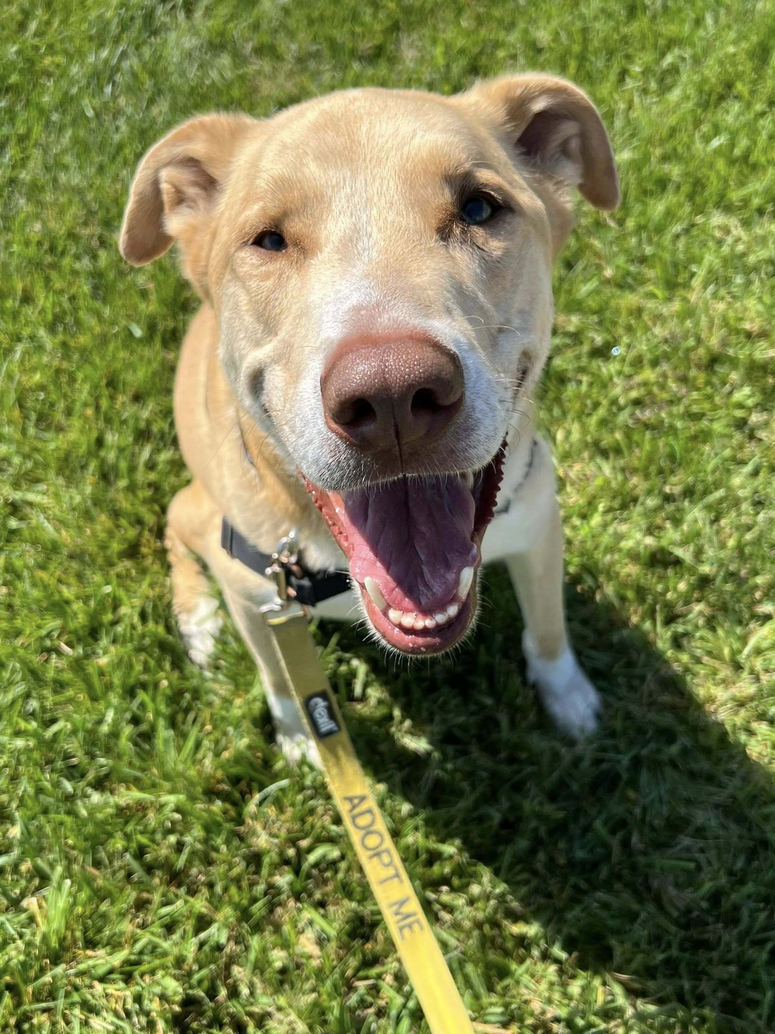 Oro - Adoption Fee Sponsored by Subaru Loves Pets & ASPCA