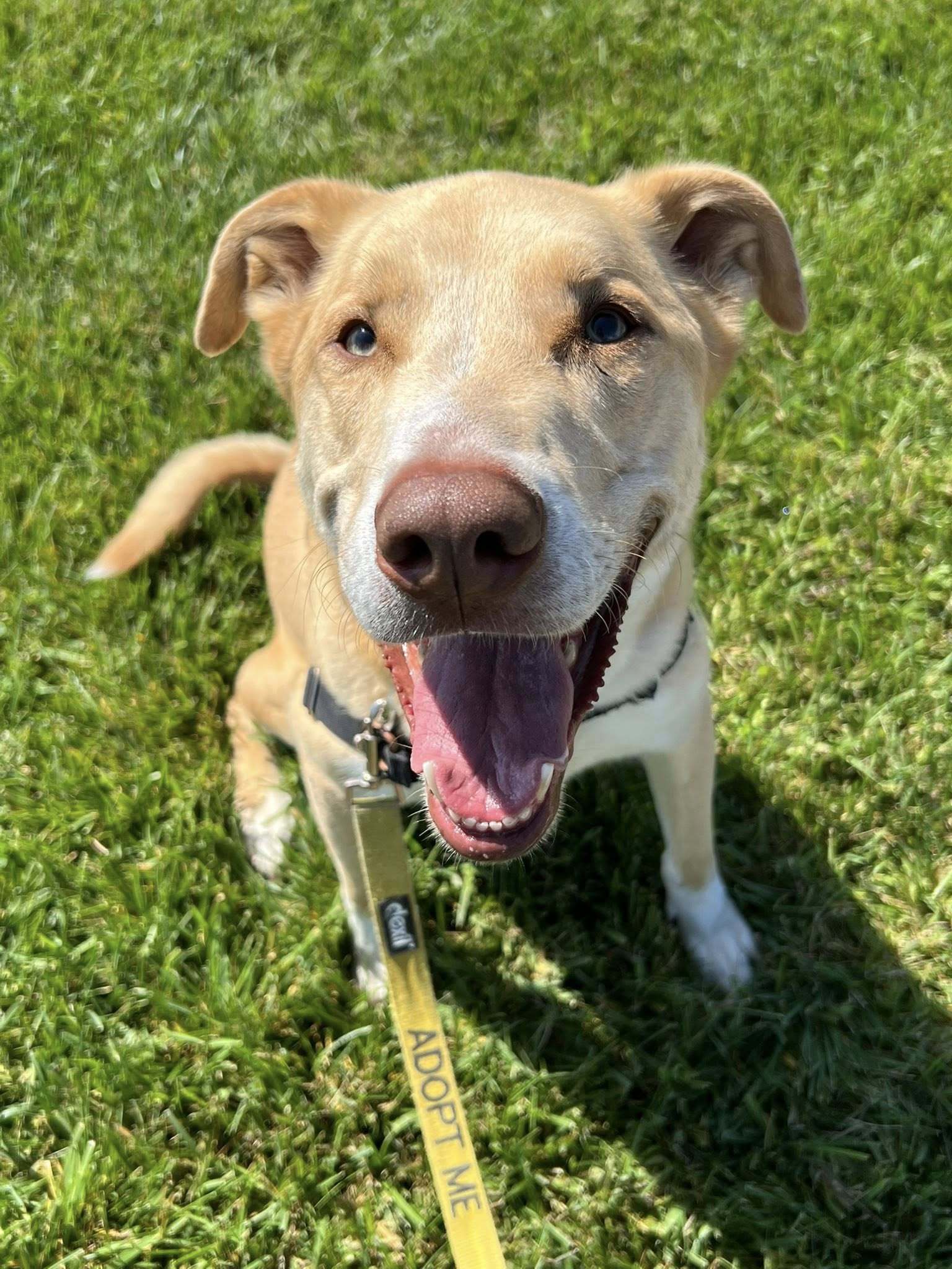 Oro - Adoption Fee Sponsored by Subaru Loves Pets & ASPCA