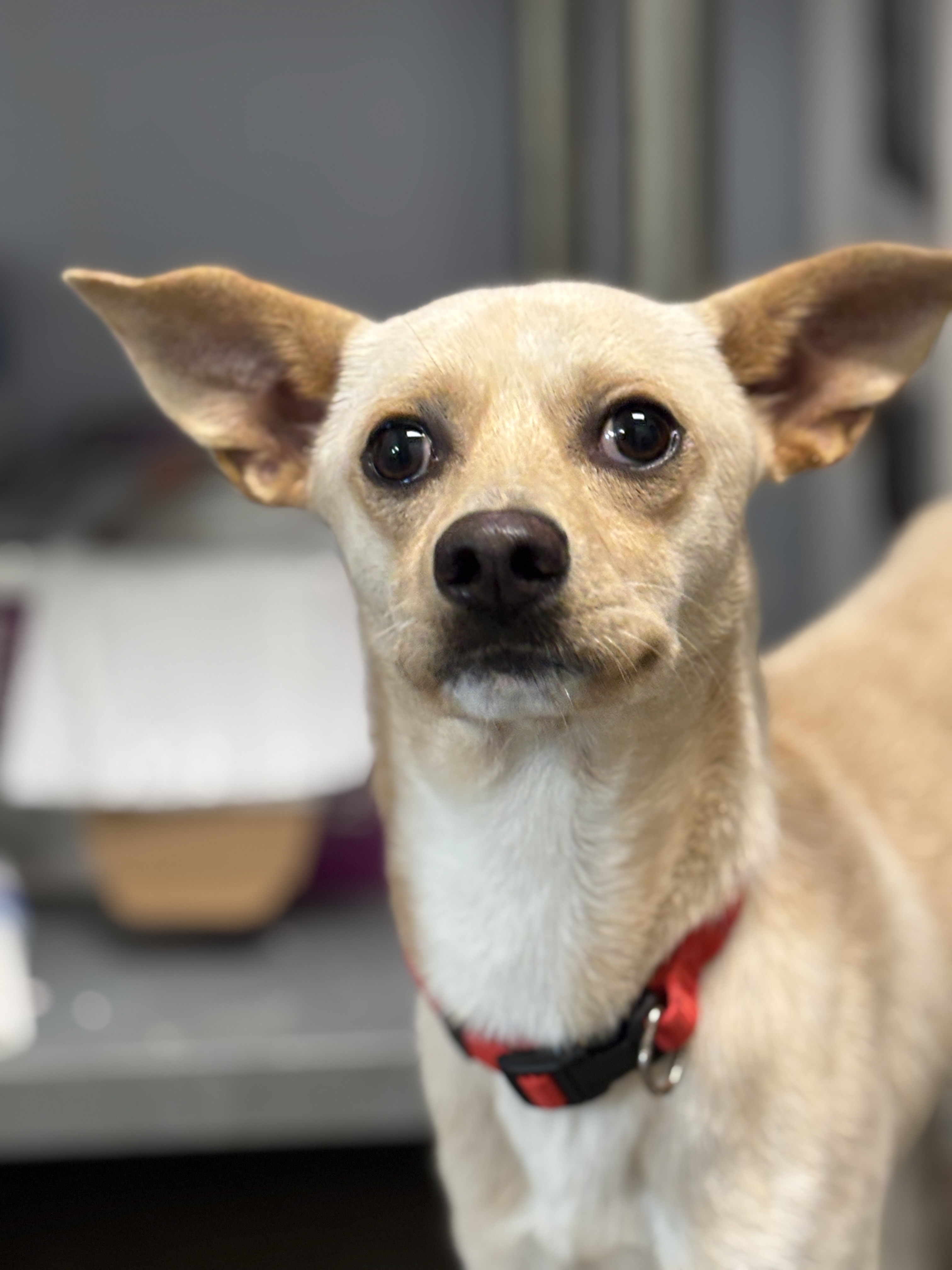 Petey - TLC Ridgeside K9 Atendee