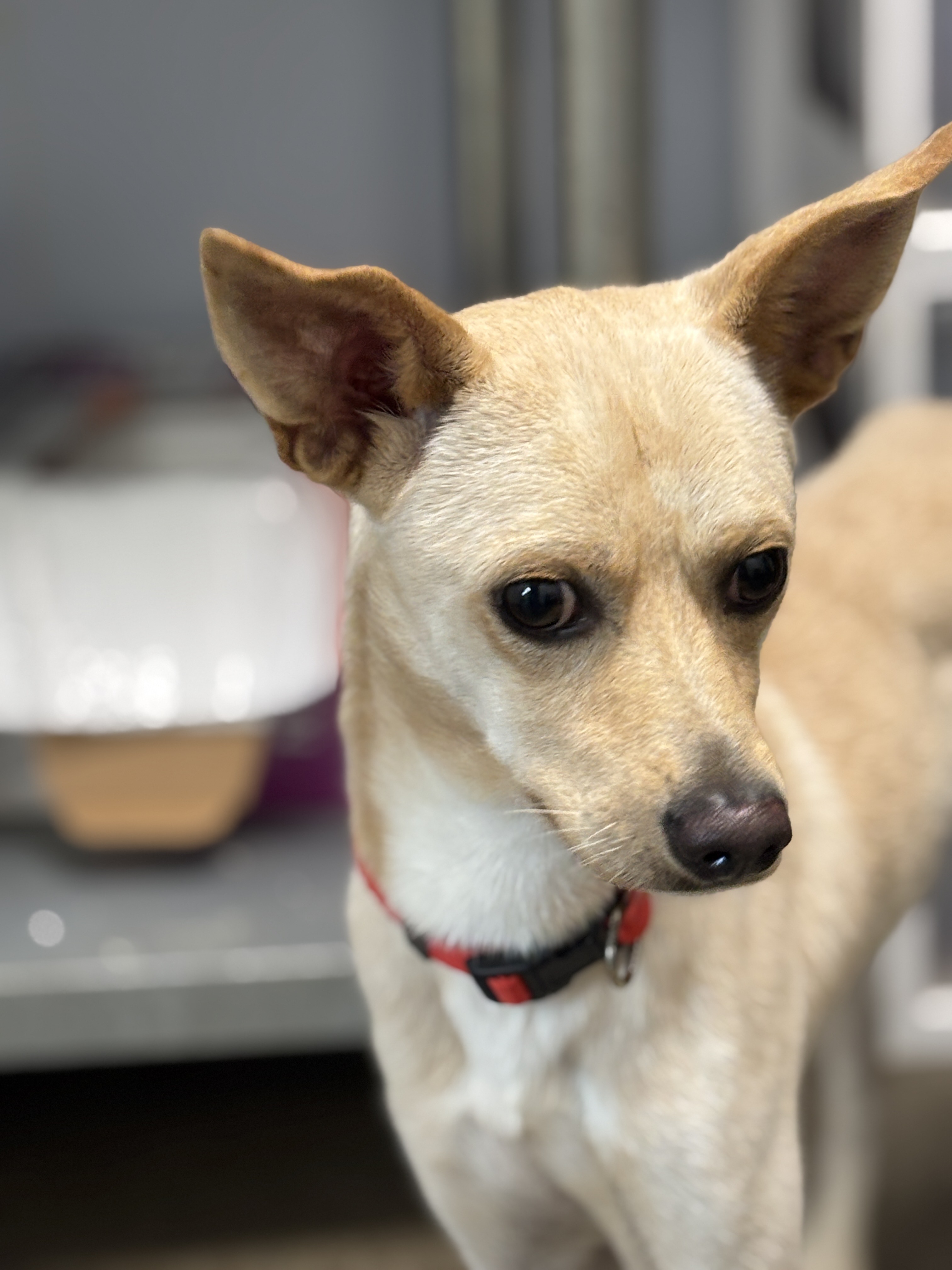 Petey - TLC Ridgeside K9 Atendee