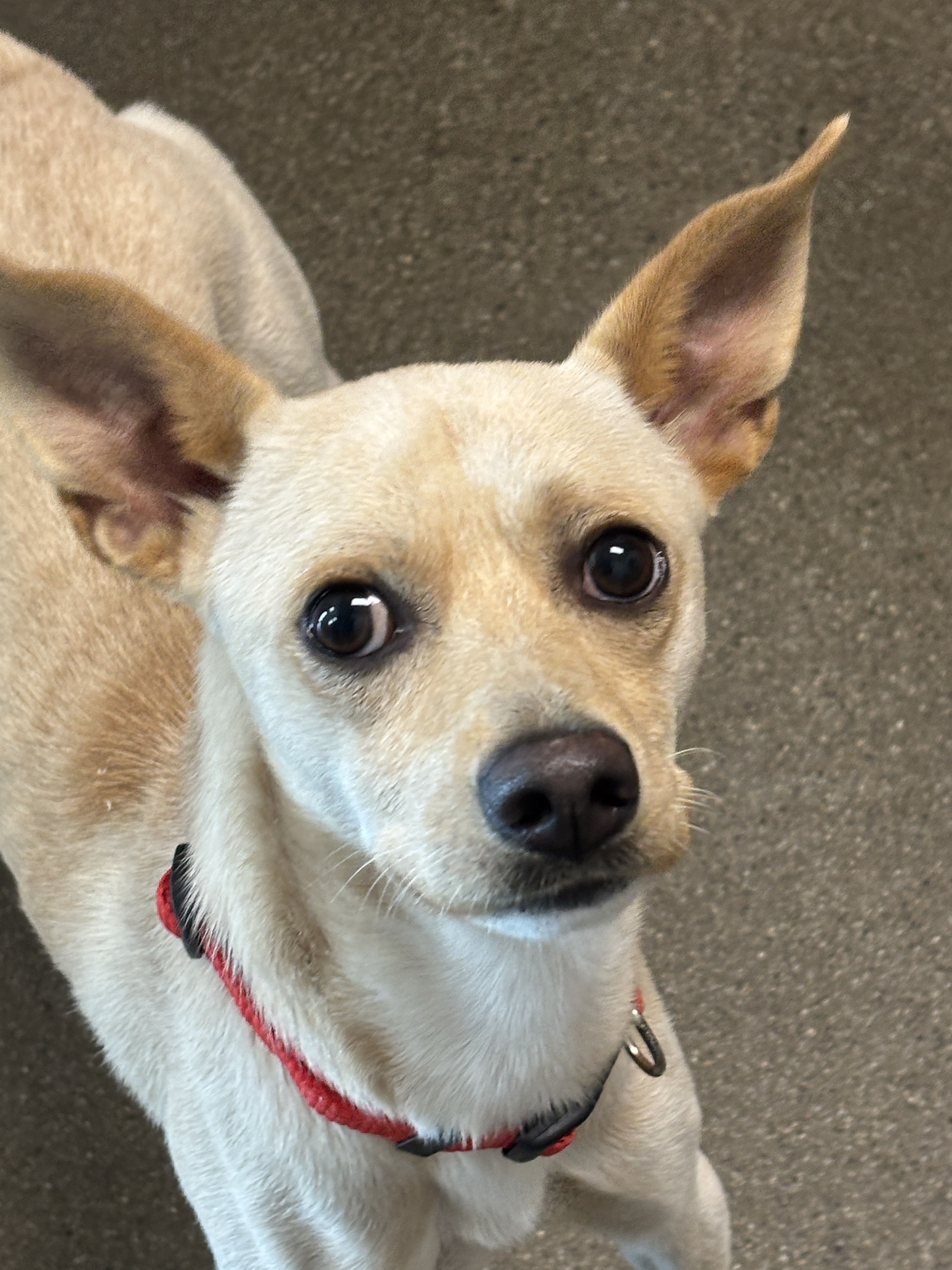 Petey - TLC Ridgeside K9 Atendee