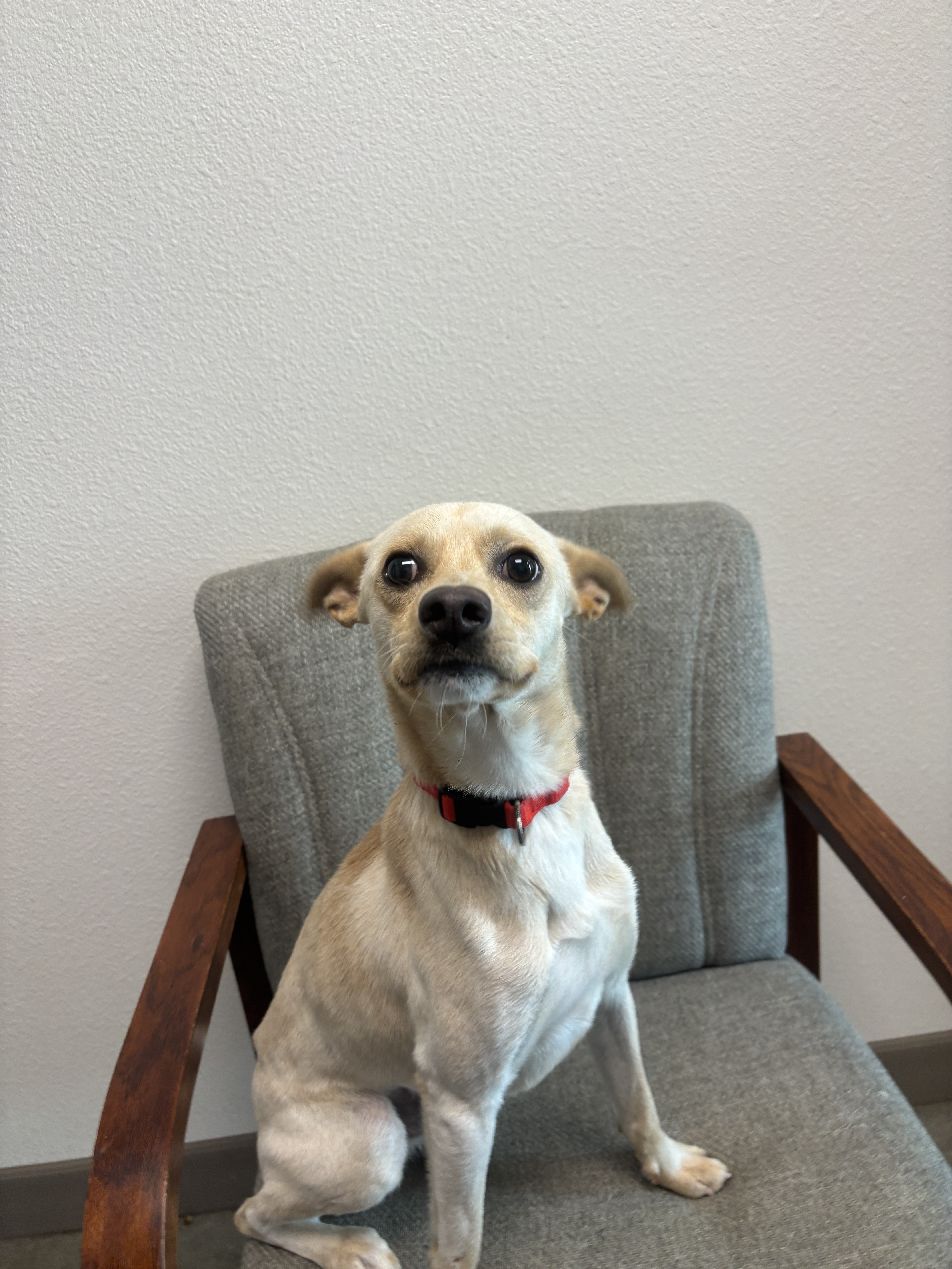 Petey - TLC Ridgeside K9 Atendee