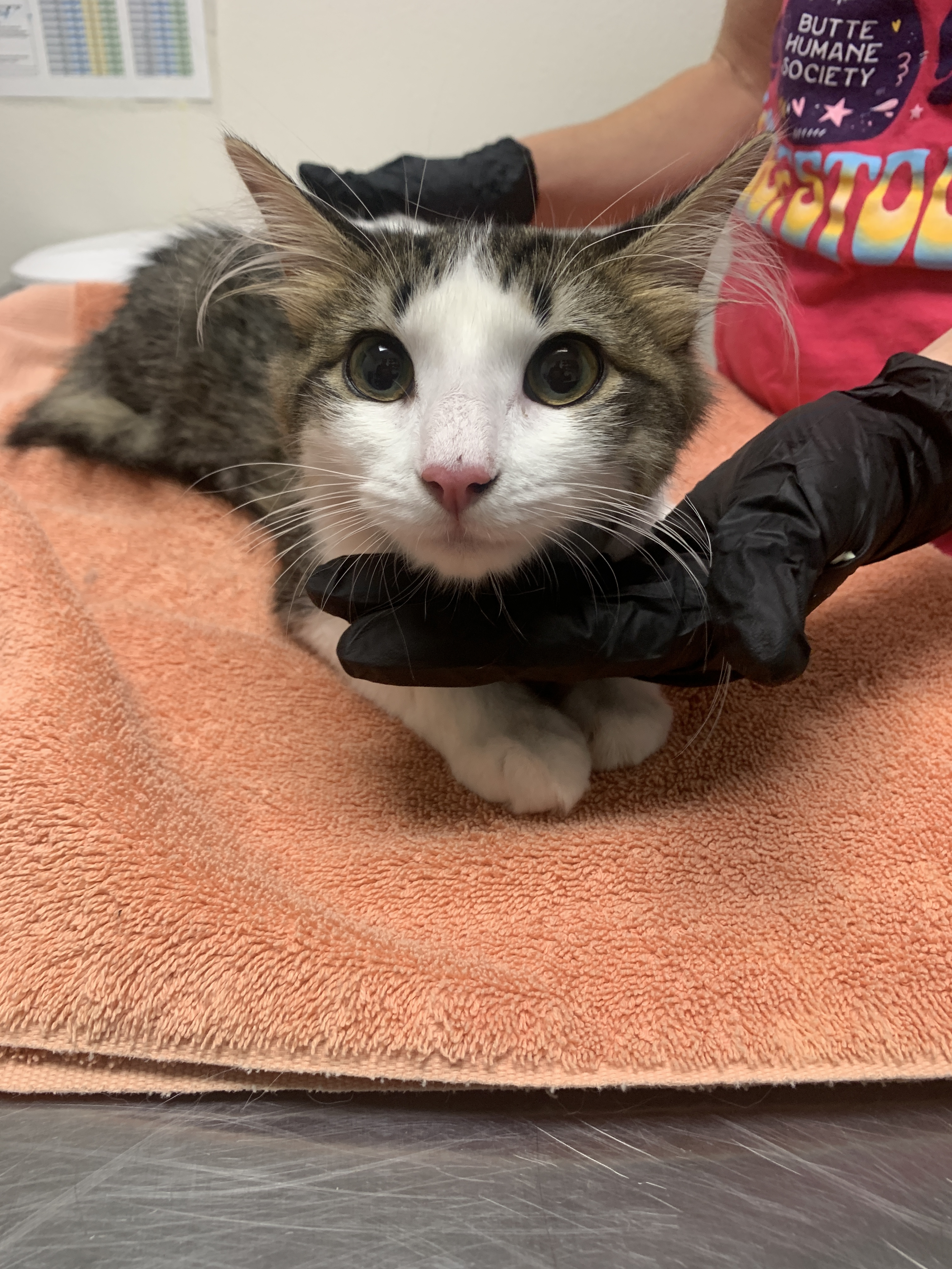 Sunny (Bonded with Snowball)