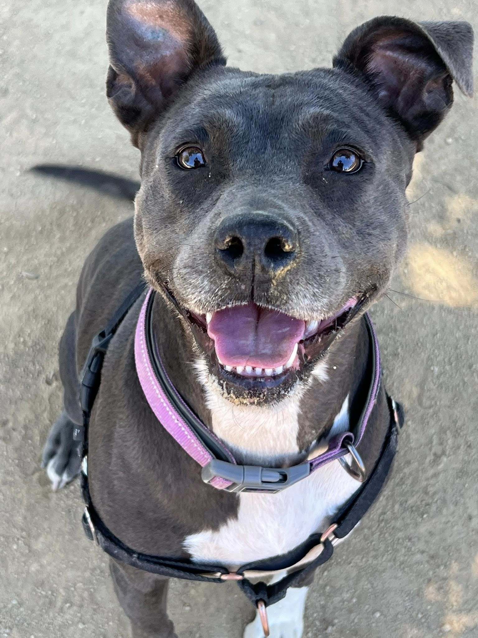 Shasta - Adoption Fee Sponsored by Subaru Loves Pets & ASPCA