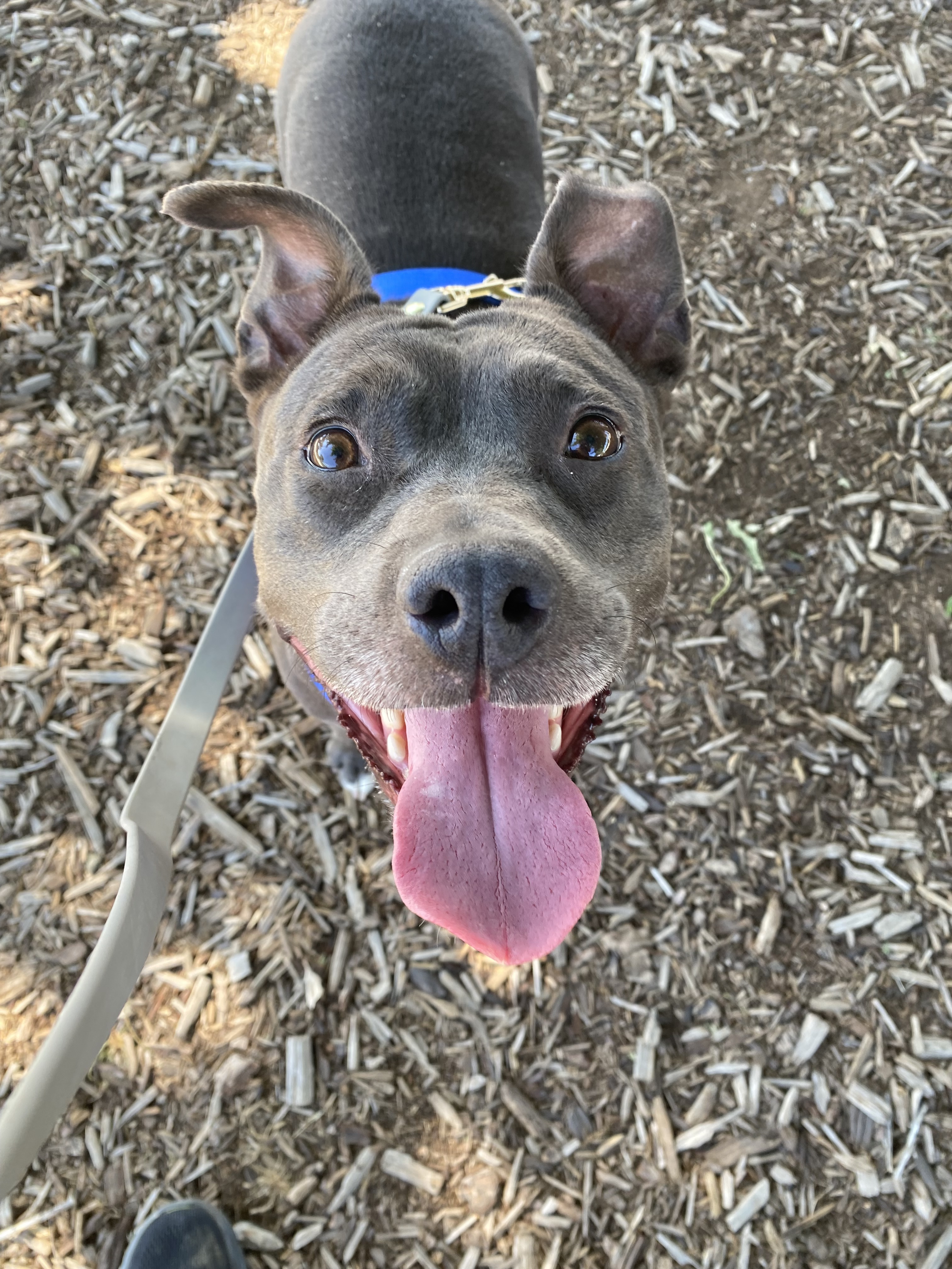 Shasta - Adoption Fee Sponsored by Subaru Loves Pets & ASPCA