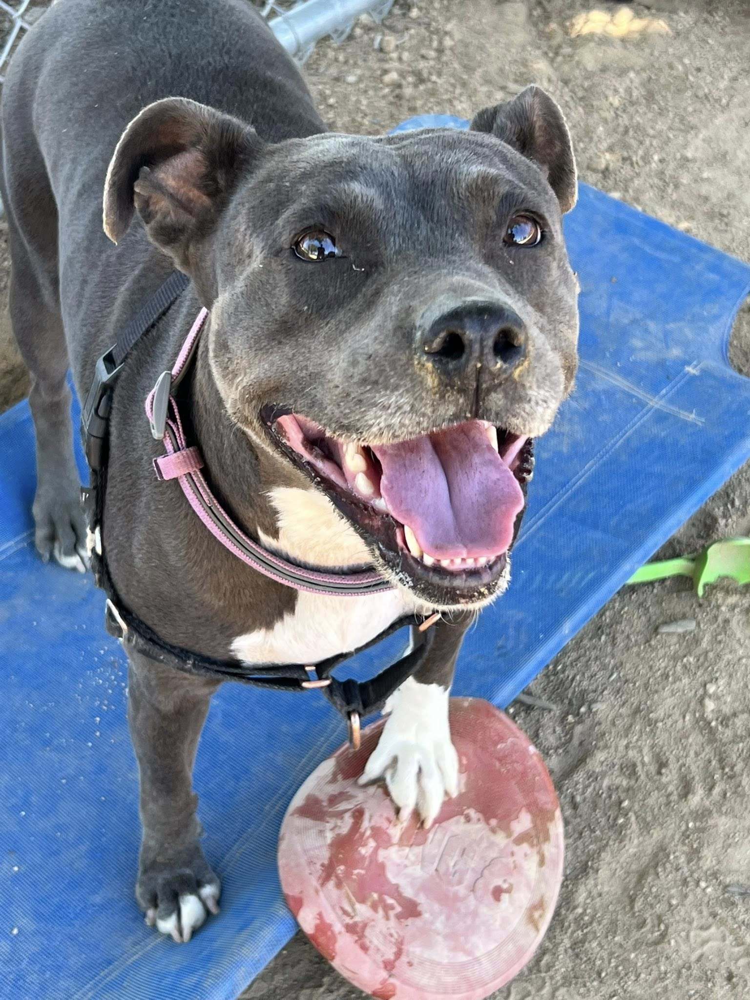 Shasta - Adoption Fee Sponsored by Subaru Loves Pets & ASPCA