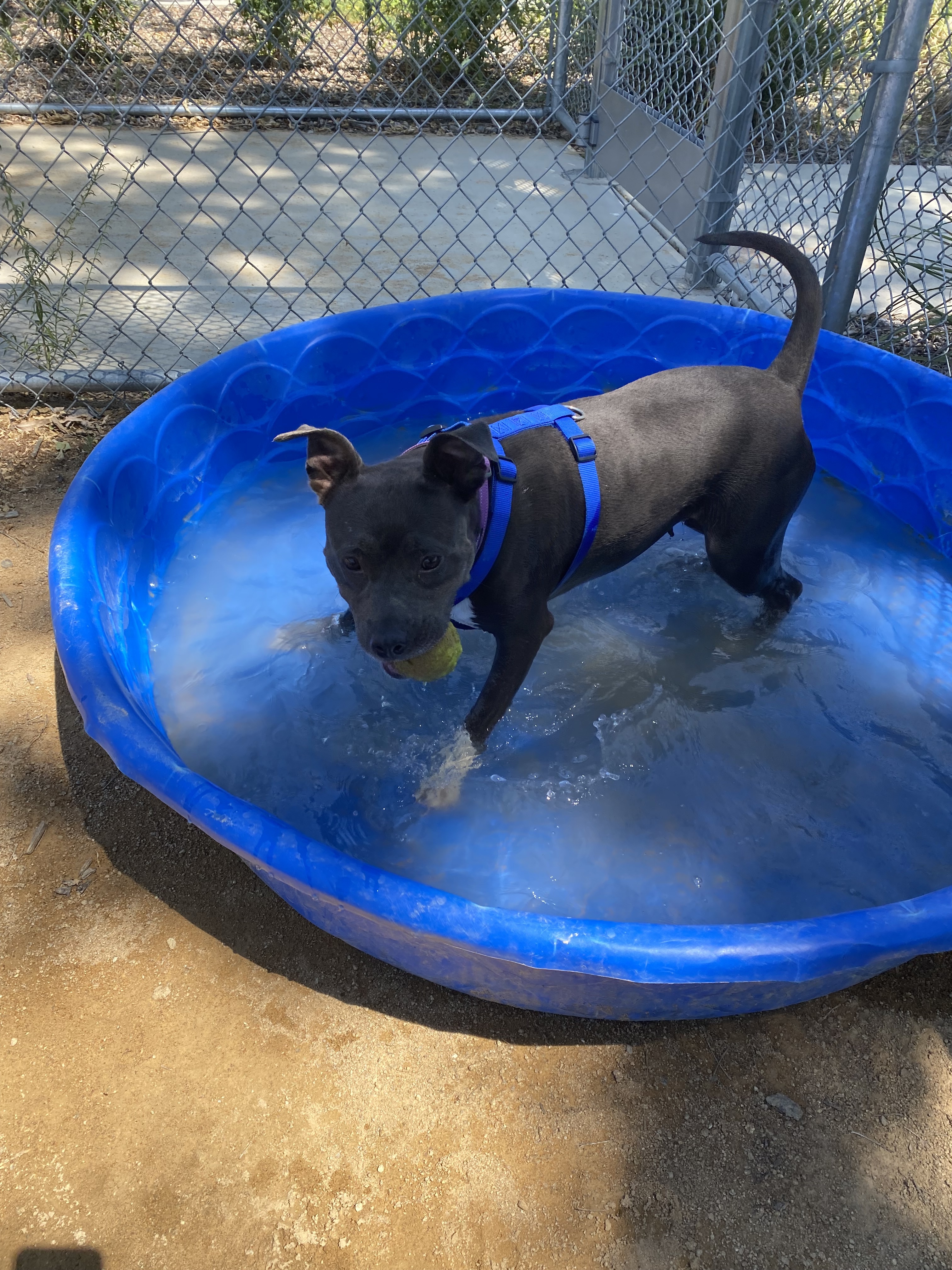 Shasta - Adoption Fee Sponsored by Subaru Loves Pets & ASPCA