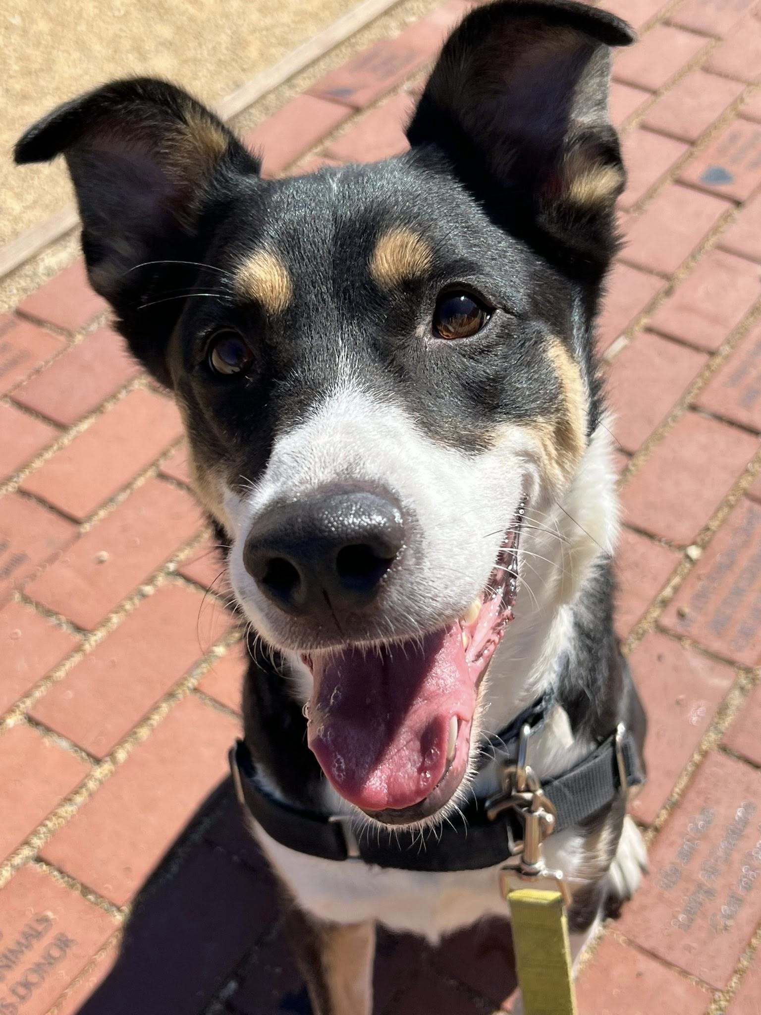 Otto - Adoption fee fully sponsored by Renate Hogan