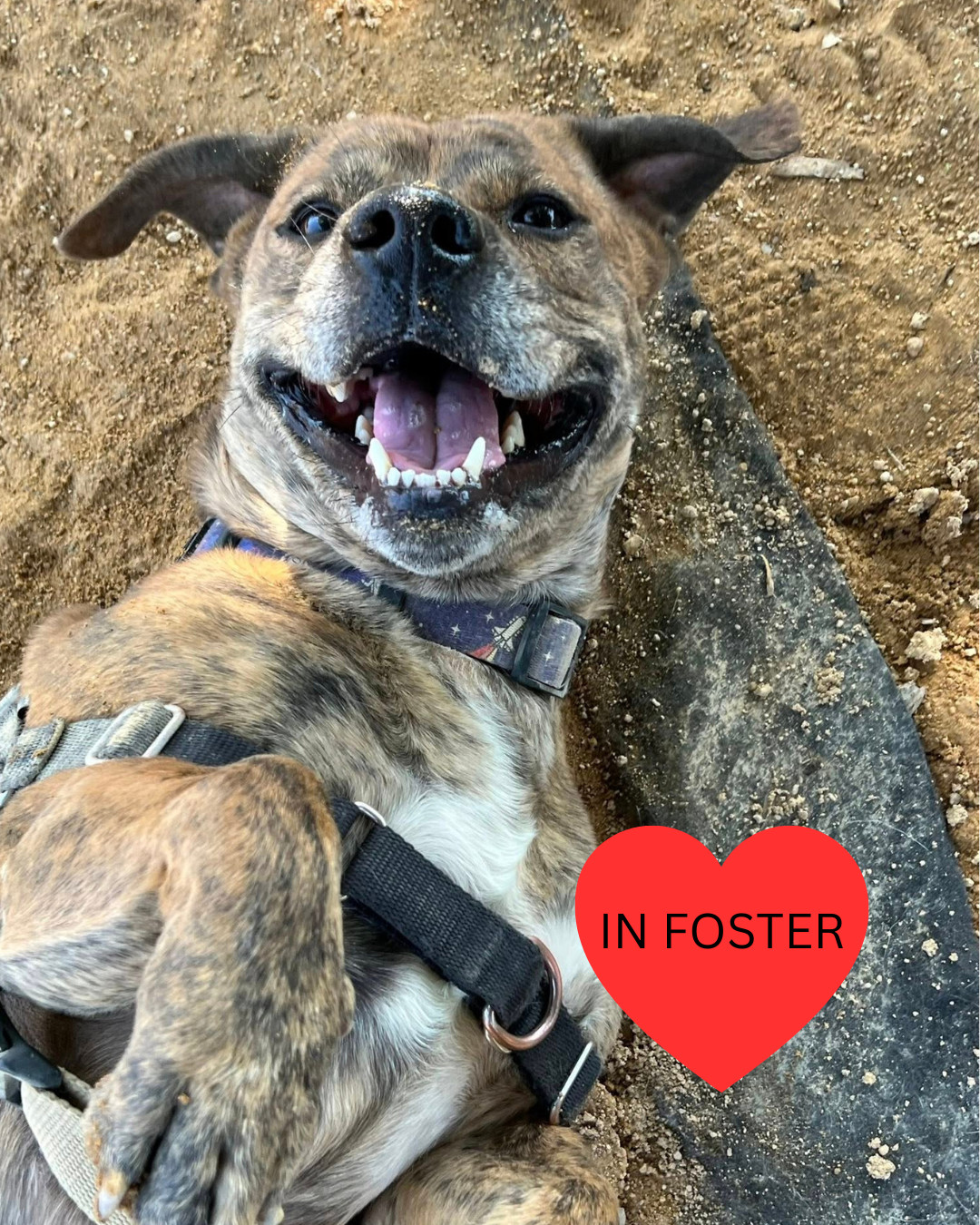 Benjamin - Adoption fee fully sponsored by the Paisley Family and Petfinder Foundation