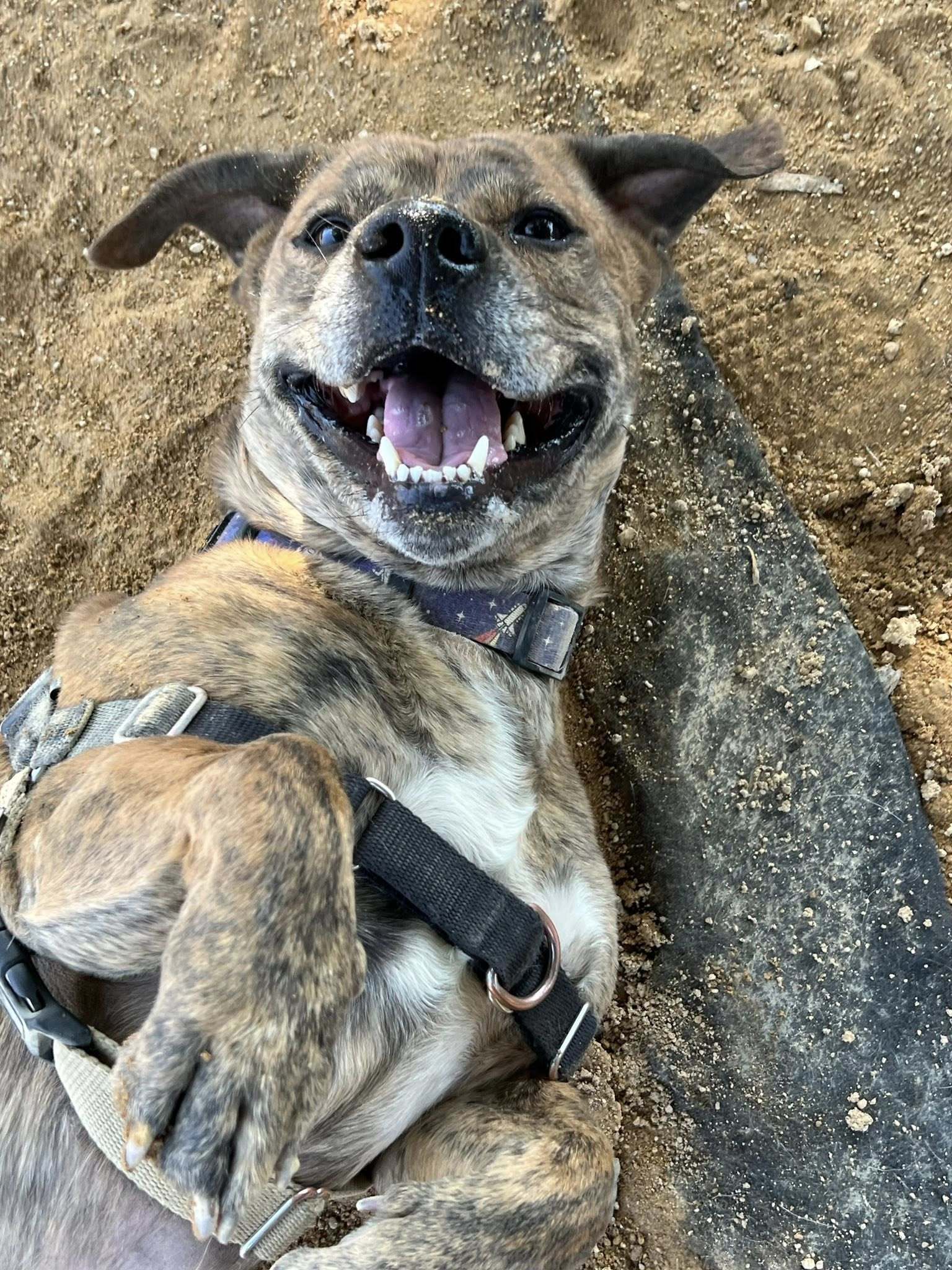 Benjamin - Adoption fee fully sponsored by the Paisley Family and Petfinder Foundation