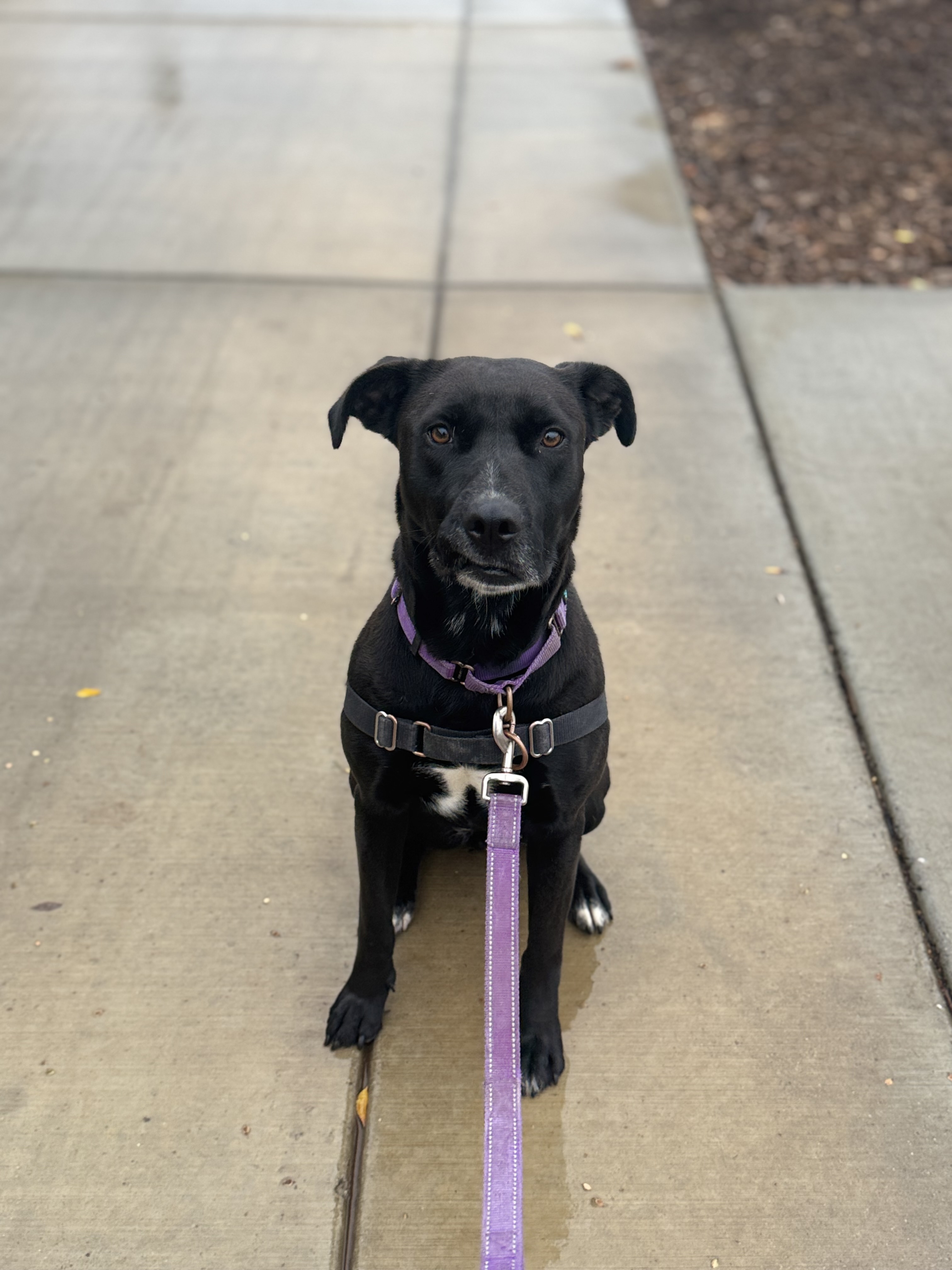 Veda - Adoption Fee Sponsored by Subaru Loves Pets & ASPCA