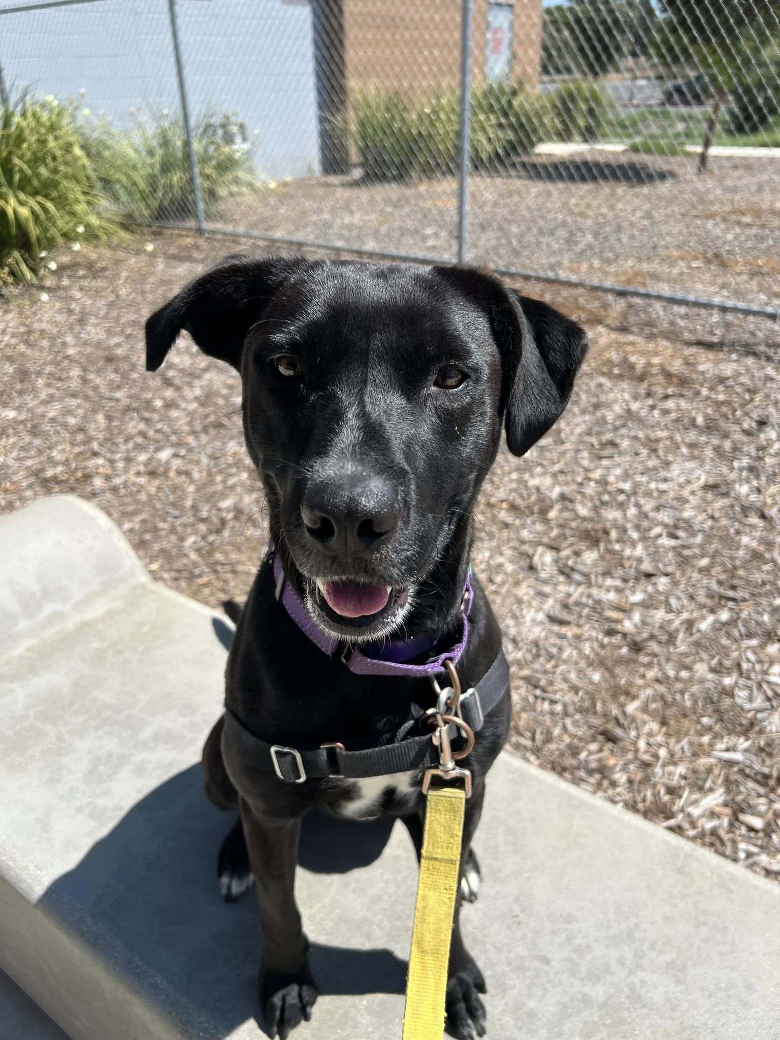 Veda - Adoption Fee Sponsored by Subaru Loves Pets & ASPCA