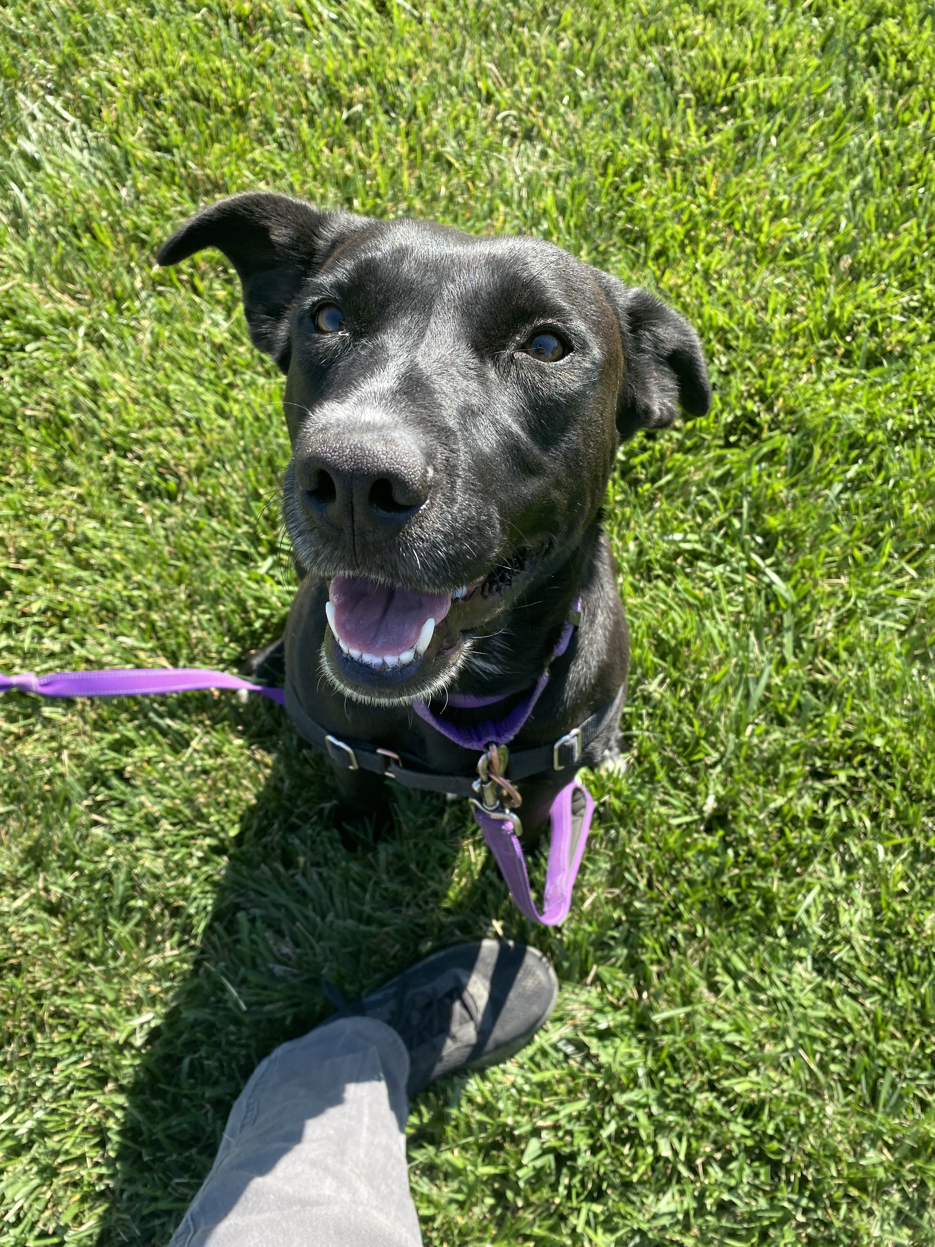 Veda - Adoption Fee Sponsored by Subaru Loves Pets & ASPCA