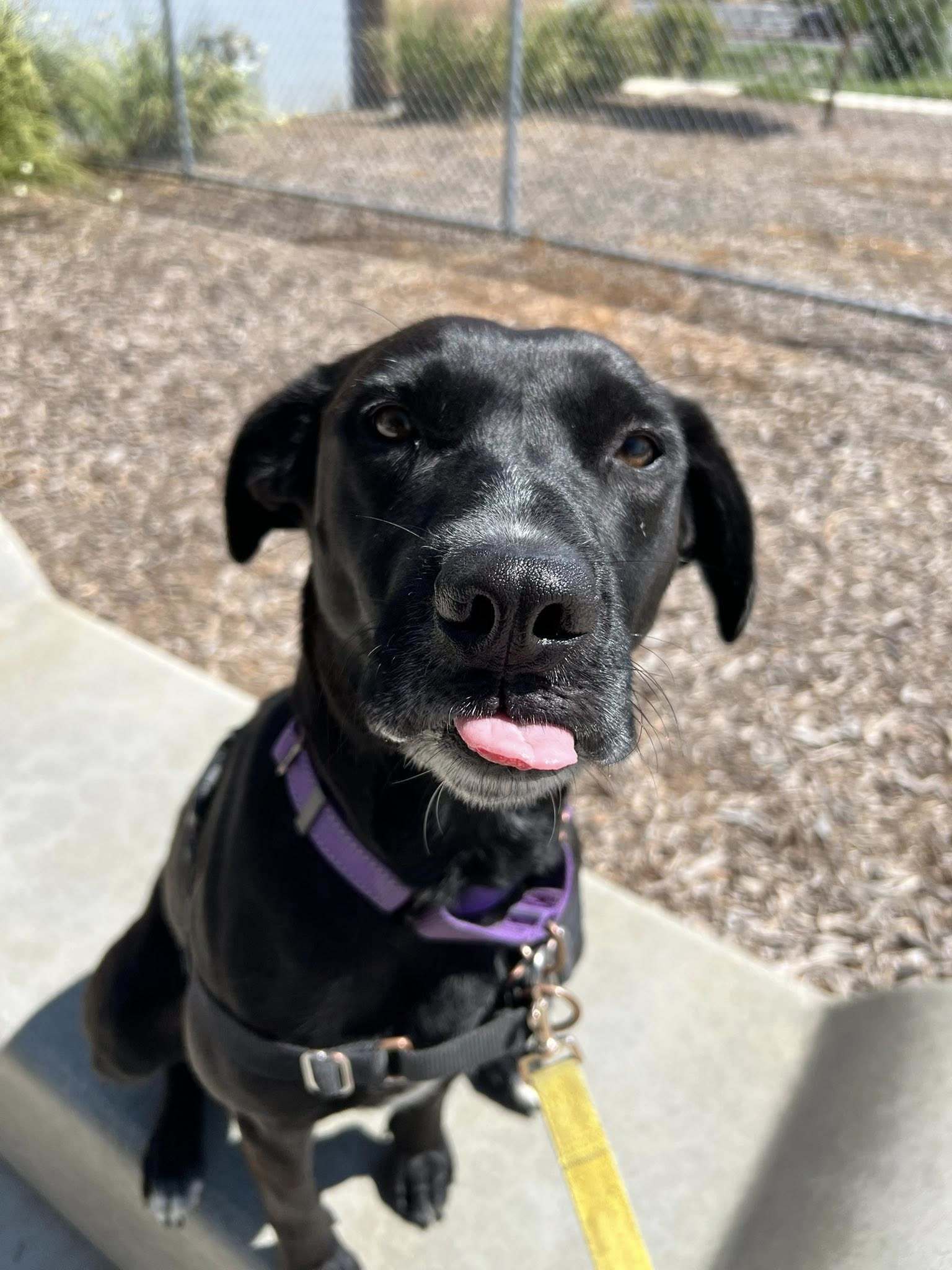 Veda - Adoption Fee Sponsored by Subaru Loves Pets & ASPCA