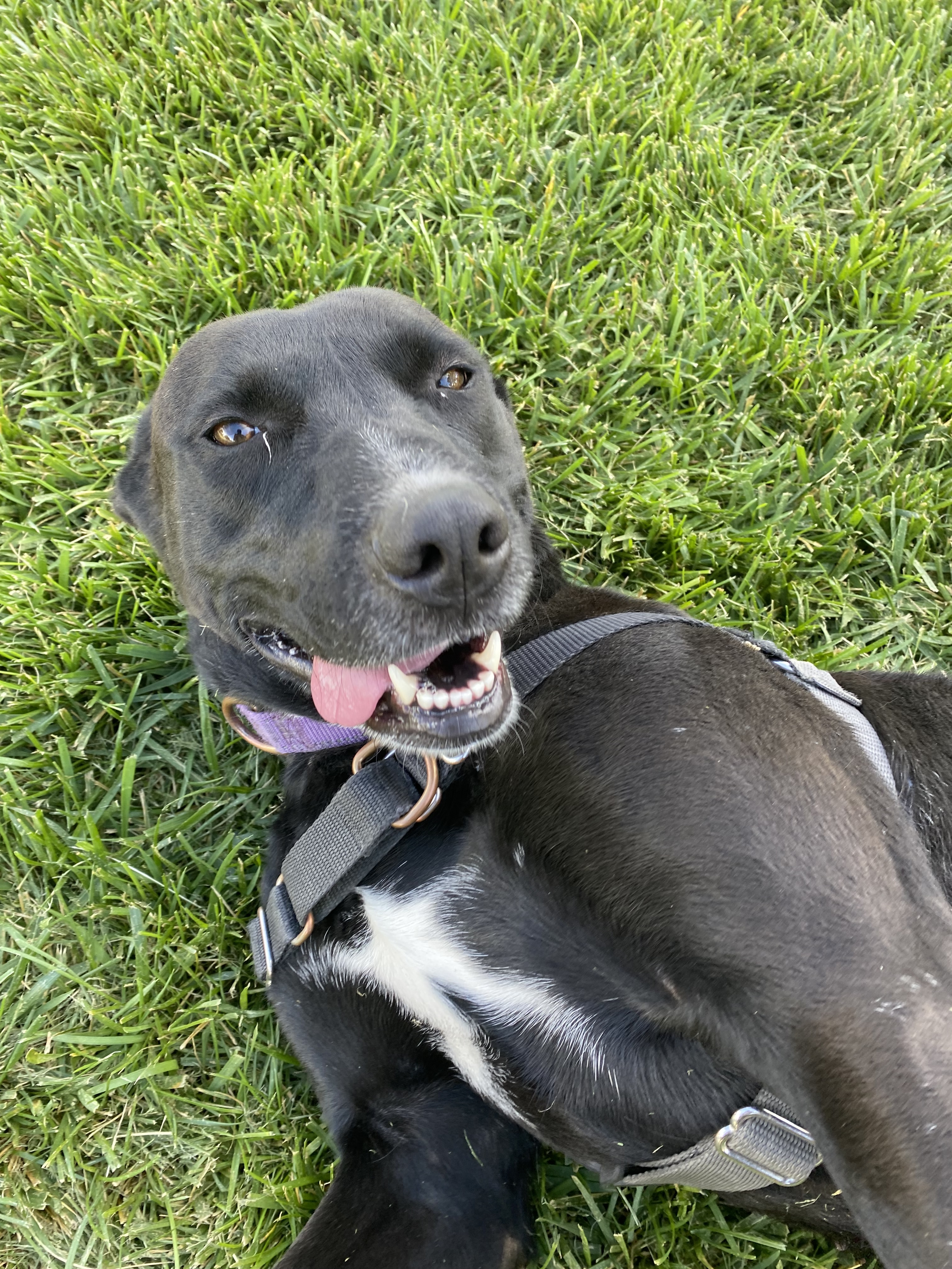 Veda - Adoption Fee Sponsored by Subaru Loves Pets & ASPCA