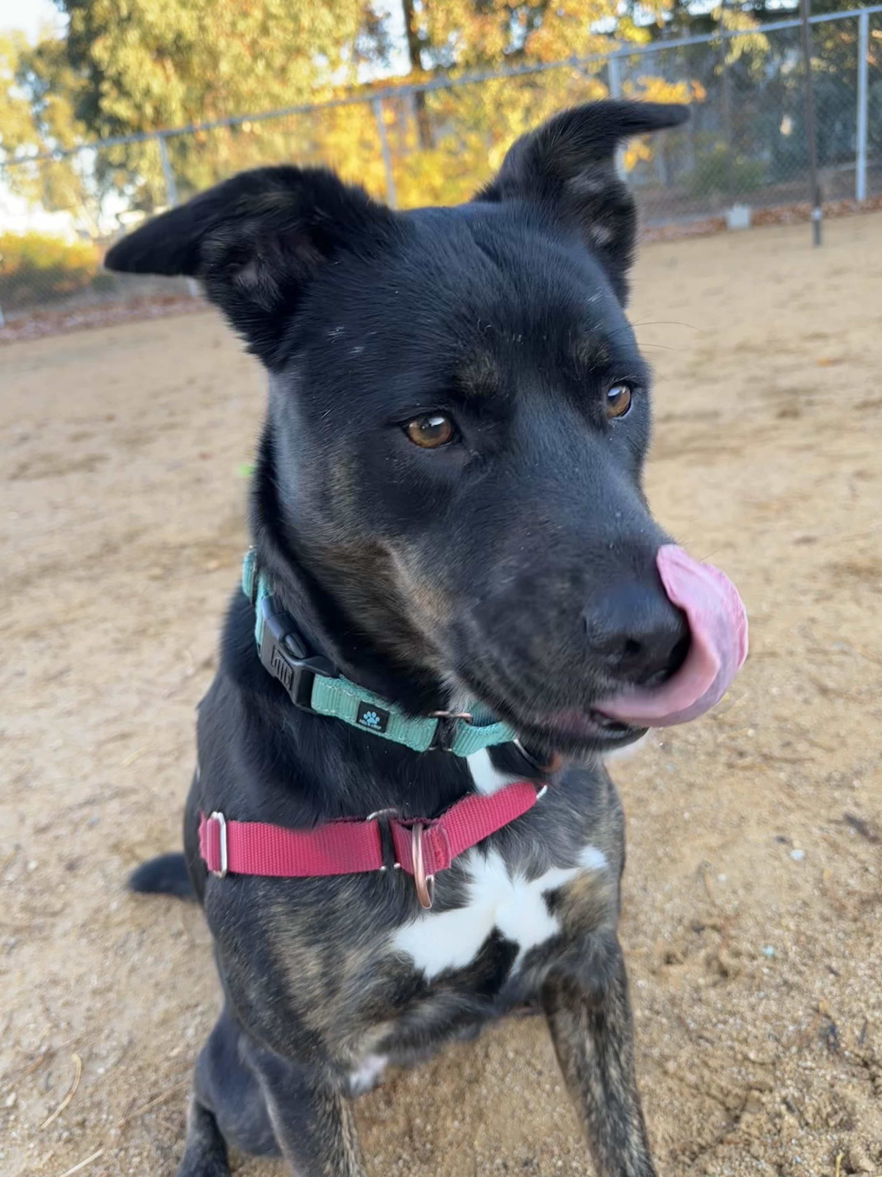 Calypso - Adoption Fee Sponsored by Petfinder Foundation, Subaru Loves Pets, & ASPCA