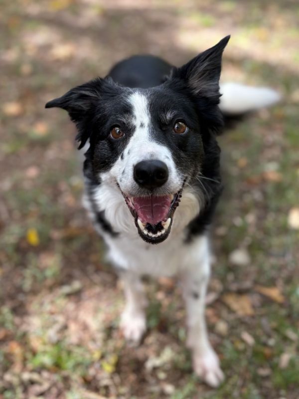Belle