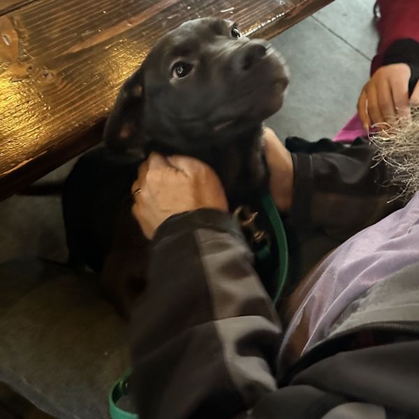 Dumpling thumbnail 2