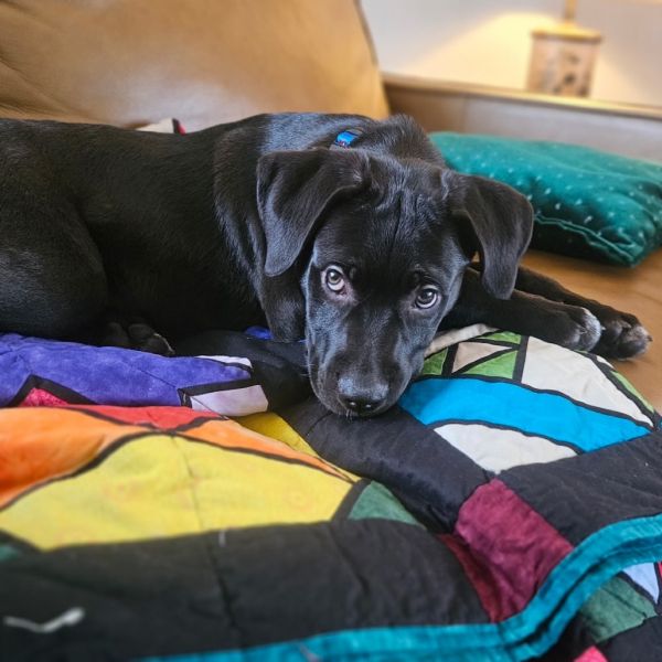 Dumpling thumbnail 4