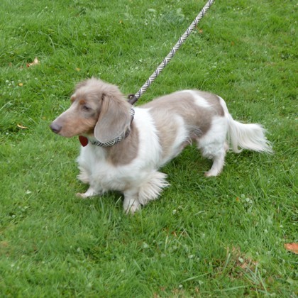 Rocket(Bonded with Jacky)