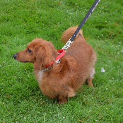 Jacky(Bonded with Rocket)