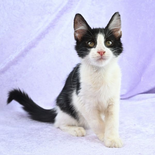 Snickers thumbnail 2