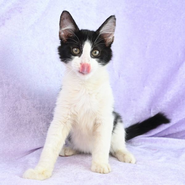 Snickers thumbnail 3