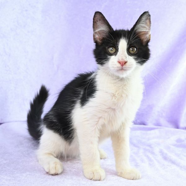 Snickers thumbnail 5