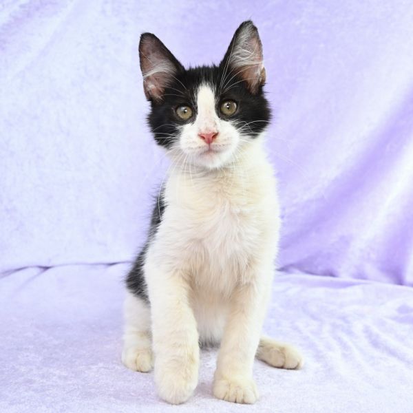 Snickers thumbnail 6