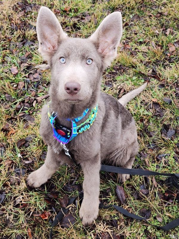 Fozzie Bear thumbnail 2