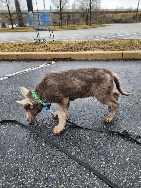 Fozzie Bear thumbnail 3