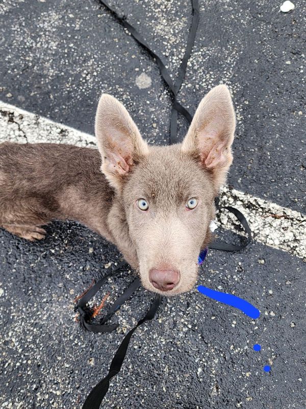 Fozzie Bear thumbnail 4