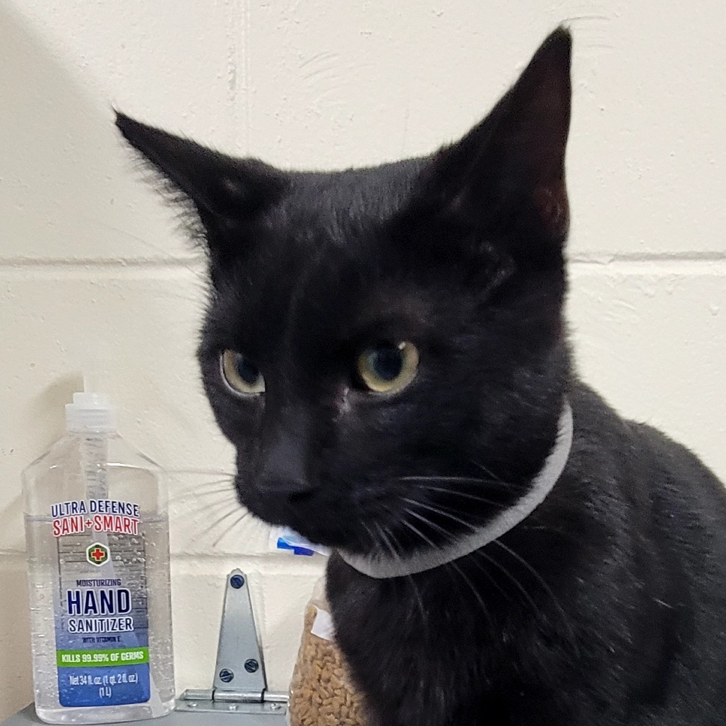 Chipper (Grey) 27937