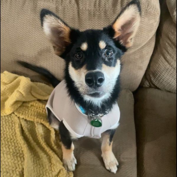 Scout