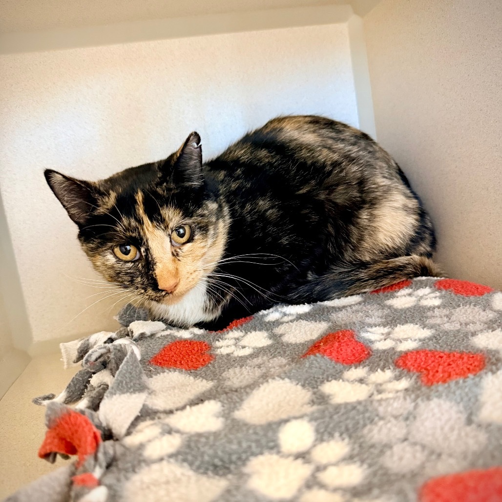 Aggie, an adoptable Domestic Short Hair in Great Falls, MT, 59404 | Photo Image 1