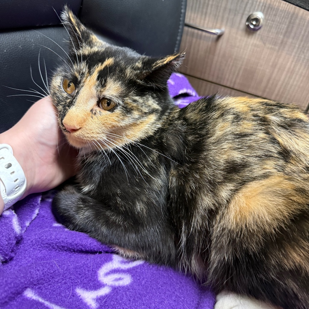 Aggie, an adoptable Domestic Short Hair in Great Falls, MT, 59404 | Photo Image 2